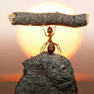 Meet your Posher, Elle jay